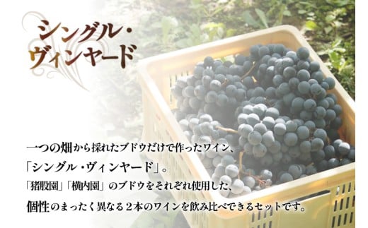 定期便 ワイン セット 穂坂マスカット・ベーリーＡ シングル・ヴィンヤード 750ml×2種×12回 酒 ワイン 赤ワイン / シャトー・メルシャン 勝沼ワイナリー / 山梨県 韮崎市 [20743314]