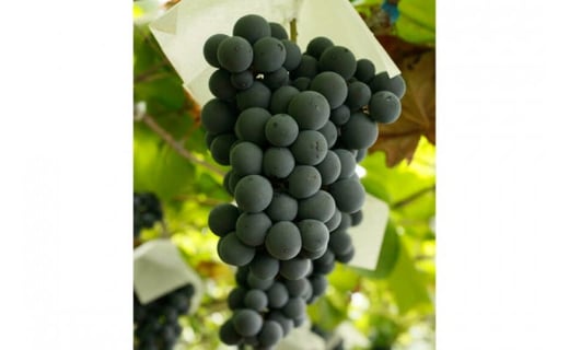 定期便 ワイン セット 赤 穂坂マスカット・ベーリーA シングル・ヴィンヤード 栽培責任者 横内栄人 750ml×2本×6回 酒 ワイン 赤ワイン/ シャトー・メルシャン 勝沼ワイナリー / 山梨県 韮崎市 [20743325]