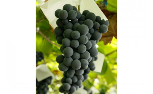 定期便 ワイン セット 赤 穂坂マスカット・ベーリーA シングル・ヴィンヤード 栽培責任者 横内栄人 750ml×2本×12回 酒 ワイン 赤ワイン/ シャトー・メルシャン 勝沼ワイナリー / 山梨県 韮崎市 [20743326]