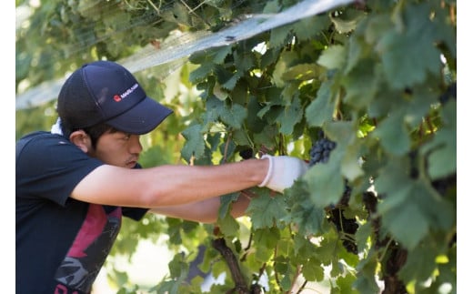 ワイン 飲み比べ ソムリエセレクト 白ワイン 4本セット [本坊酒造 マルス穂坂ワイナリー 山梨県 韮崎市 20743677] ワインセット 白 シャトーマルス 辛口 お酒