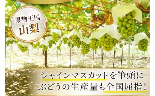 【2026年発送】先行受付 シャインマスカット 予約 約 1.2～1.3kg 2～ 3房 冷蔵発送 果物 フルーツ 山梨 ぶどう シャイン マスカット ブドウ 葡萄 種なし 厳選 旬 期間限定 季節限定 冷蔵 [斎庵 山梨県 韮崎市 20745280]