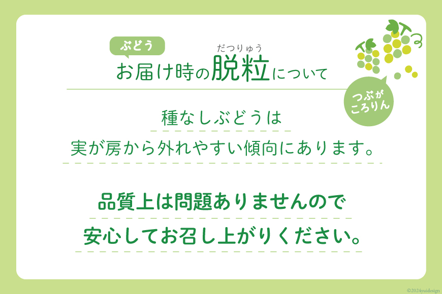 2025年発送】 シャインマスカット 1.2kg (2～3房) 朝採れ [OUTTA REACH JAPAN 山梨県 韮崎市 20742860]  フルーツ 果物 マスカット シャイン ブドウ ぶどう 葡萄 種無し 1.2キロ 高品質 厳選 産地直送 季節限定 数量限定 期間限定発送:  韮崎市ANAのふるさと納税