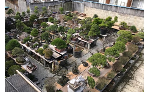 ふるさと納税限定 園主 秋山実と選ぶ 盆栽購入チケット 15,000円分 / 秋山園 / 山梨県 韮崎市