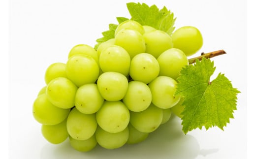 山梨県産 ドライフルーツ ぶどう房付 巨峰 50g×1とシャインマスカット 50g×2 計3個 [斎庵 山梨県 韮崎市 20742756] 干しぶどう 干しブドウ ほしぶどう レーズン ぶどう ブドウ 葡萄 詰め合わせ セット マスカット フルーツ 果物 果実 自宅用 パーティ 山梨 国産 ドライ