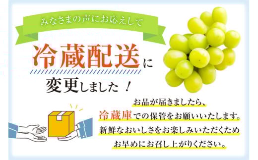 【2026年発送】先行予約 ぶどう シャインマスカット 約1.2kg (2〜2.5房) 【冷蔵発送】 フルーツ 果物 くだもの ブドウ 葡萄 種なし 1.2キロ 甘い 期間限定 季節限定 JA 厳選 山梨県産 令和8年 8月下旬から [梨北農業協同組合 山梨県 韮崎市 20742921]