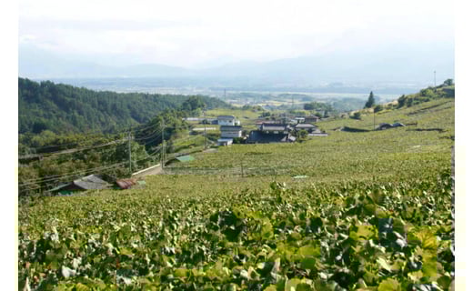 定期便 ワイン 赤 穂坂マスカット・ベーリーA シングル・ヴィンヤード 栽培責任者 猪股宣夫 750ml×12回 酒 赤ワイン/ シャトー・メルシャン 勝沼ワイナリー / 山梨県 韮崎市 [20743317]