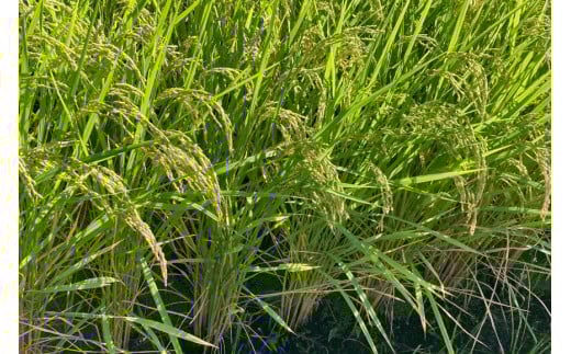 米 梨北米 コシヒカリ 5kg [梨北農業協同組合 山梨県 韮崎市 20743511] こしひかり お米 おこめ こめ コメ 精米 5キロ ご飯 ごはん 白米 国産 JA梨北