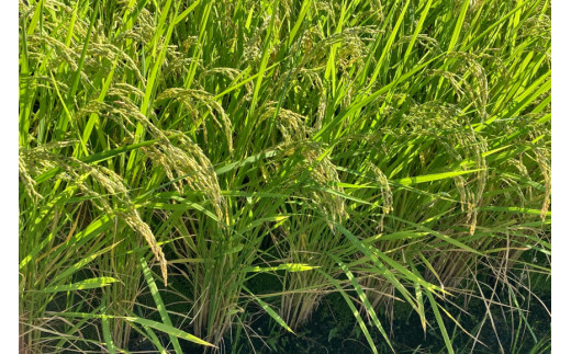 【定期便】【12回 米 定期便 】 武川米 コシヒカリ 5kg×12回 総計60kg [梨北農業協同組合 山梨県 韮崎市 20743673] こしひかり お米 おこめ こめ コメ 精米 60キロ ご飯 ごはん 白米 国産 JA梨北