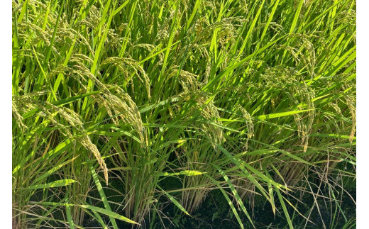 米 【定期便 12回 】梨北米 コシヒカリ 5kg 12回 総計 60kg こしひかり コシヒカリ お米 おこめ こめ コメ 精米 61キロ ご飯 ごはん 白米 お弁当 国産 JA 梨北 山梨 [梨北農業協同組合 山梨県 韮崎市 20743674]