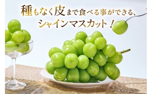 【2026年発送】先行受付 シャインマスカット 予約 1房 600 ～ 700g シャイン マスカット 山梨 フルーツ 果物 くだもの マスカット ブドウ ぶどう 葡萄 種無し 山梨県産 期間限定 季節限定 冷蔵 [斎庵 山梨県 韮崎市 20745279]