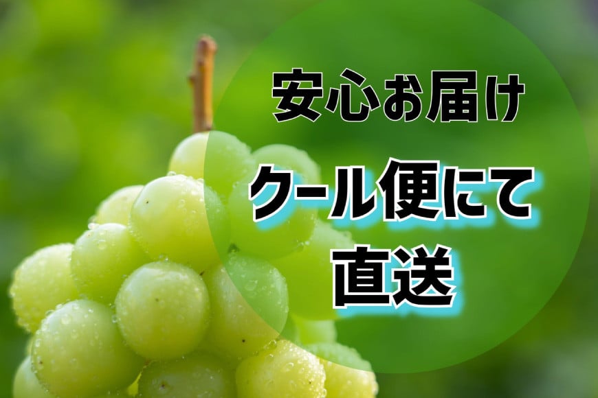 2025年発送】訳あり 山梨県産 シャインマスカット 粒にてお届け 約1kg [斎庵 山梨県 韮崎市 20742798] 果物 フルーツ 山梨 ぶどう  マスカット ブドウ 葡萄 家庭用 規格外 期間限定 季節限定 冷蔵 レビューキャンペーン: 韮崎市ANAのふるさと納税