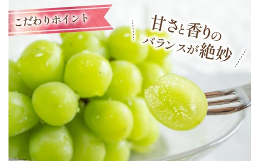 【2026年発送】 シャインマスカット 予約 山梨 マスカット シャイン ブドウ ぶどう 葡萄 種無し 2.5kg 3～ 6房 朝採れ 朝どれ 山梨県産 フルーツ 果物 2.5キロ 高品質 厳選 産地直送 季節限定 数量限定 期間限定発送 [OUTTA REACH JAPAN 山梨県 韮崎市 20742861]