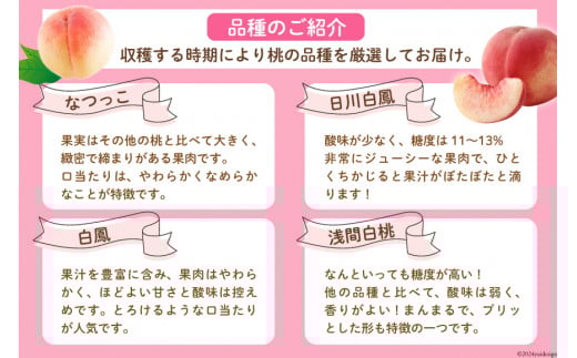 【2026年発送】 桃 2kg (5～8玉) アソート もも モモ 2キロ フルーツ 果物 くだもの 人気 旬 山梨県産 産地直送 季節限定 数量限定 期間限定発送 贈答 ジューシー なつっこ 日川白鳳 白鳳 浅間白桃[OUTTA REACH JAPAN 山梨県 韮崎市 20742862]