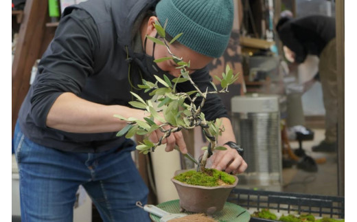 オリーブの盆栽教室 体験チケット [秋山園 山梨県 韮崎市 20742994] チケット 体験 手作り 盆栽 オリーブ 観葉植物 インテリア 癒やし 緑