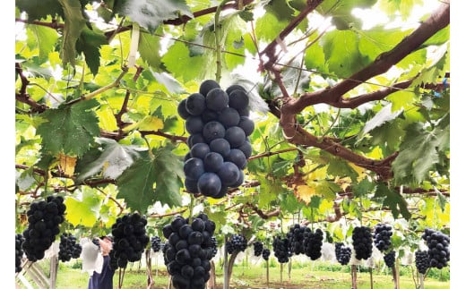 無添加 巨峰 ストレート ジュース 720ml×2本 [近藤農園 山梨県 韮崎市 20743097] 葡萄 ぶどう ブドウ ストレートジュース 100% 濃厚 セット