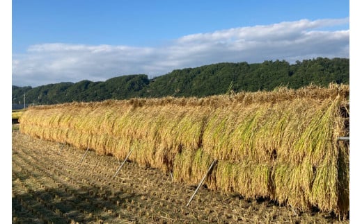 【定期便】【6回 米 定期便 】 武川米 コシヒカリ 5kg×6回 総計30kg [梨北農業協同組合 山梨県 韮崎市 20743672] こしひかり お米 おこめ こめ コメ 精米 30キロ ご飯 ごはん 白米 国産 JA梨北