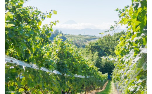 ワイン 飲み比べ ソムリエセレクト 白ワイン 4本セット [本坊酒造 マルス穂坂ワイナリー 山梨県 韮崎市 20743677] ワインセット 白 シャトーマルス 辛口 お酒