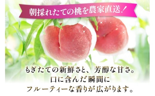 【2026年発送】桃 山梨 秀品 朝どれ 大玉 約 2.0kg 4～6玉 朝獲れ もぎたて もも モモ フルーツ 果物 山梨県産 産地直送 期間限定 季節限定 冷蔵 農家直送 白鳳 夢みずき 浅間白桃 なつっこ 紅くにか 川中島白桃 [韮崎市桃農家の産直 山梨県 韮崎市 20745235]