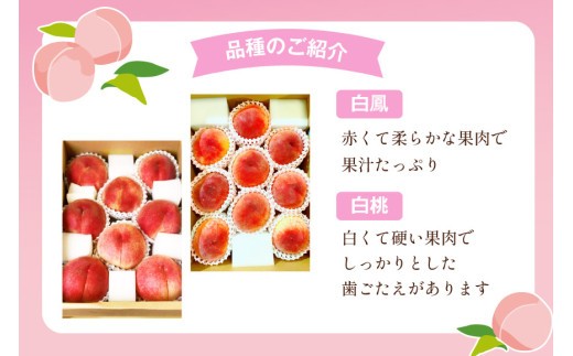 【2026年発送】訳あり 桃 もも 白鳳 or 白桃 3号 約2.2kg (6～10玉) モモ 果物 フルーツ 山梨 期間限定 季節限定 冷蔵 農福連携 [斎庵 山梨県 韮崎市 20745277]