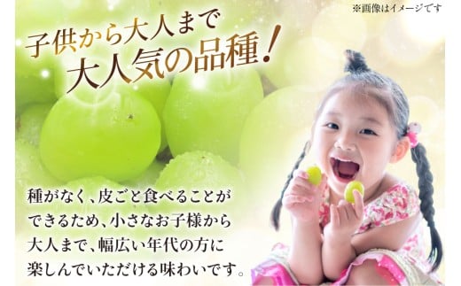 【2026年発送】先行受付 シャインマスカット 予約 約 1.2～1.3kg 2～ 3房 冷蔵発送 果物 フルーツ 山梨 ぶどう シャイン マスカット ブドウ 葡萄 種なし 厳選 旬 期間限定 季節限定 冷蔵 [斎庵 山梨県 韮崎市 20745280]