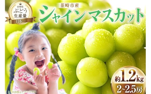 【2026年発送】先行予約 ぶどう シャインマスカット 約1.2kg (2〜2.5房) 【冷蔵発送】 フルーツ 果物 くだもの ブドウ 葡萄 種なし 1.2キロ 甘い 期間限定 季節限定 JA 厳選 山梨県産 令和8年 8月下旬から [梨北農業協同組合 山梨県 韮崎市 20742921]