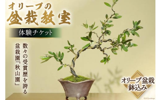 オリーブの盆栽教室 体験チケット [秋山園 山梨県 韮崎市 20742994] チケット 体験 手作り 盆栽 オリーブ 観葉植物 インテリア 癒やし 緑