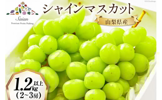 【2026年発送】先行受付 シャインマスカット 予約 約 1.2～1.3kg 2～ 3房 冷蔵発送 果物 フルーツ 山梨 ぶどう シャイン マスカット ブドウ 葡萄 種なし 厳選 旬 期間限定 季節限定 冷蔵 [斎庵 山梨県 韮崎市 20745280]