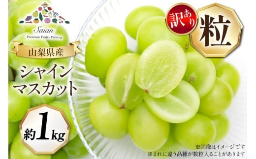 【2026年発送】シャインマスカット 訳あり家庭用 粒 にてお届け 約1kg 山梨県産 冷蔵発送 果物 フルーツ 山梨 ぶどう マスカット ブドウ 葡萄 規格外 期間限定 季節限定 冷蔵 山梨 [斎庵 山梨県 韮崎市 20745284]