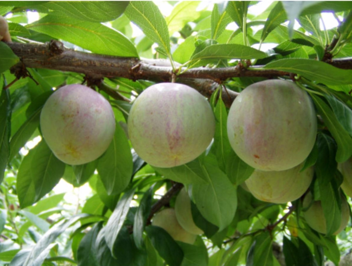 ＜2026年発送先行予約＞すもも「ソルダム」10～13玉入り×2箱約3ｋｇ ALPAA002