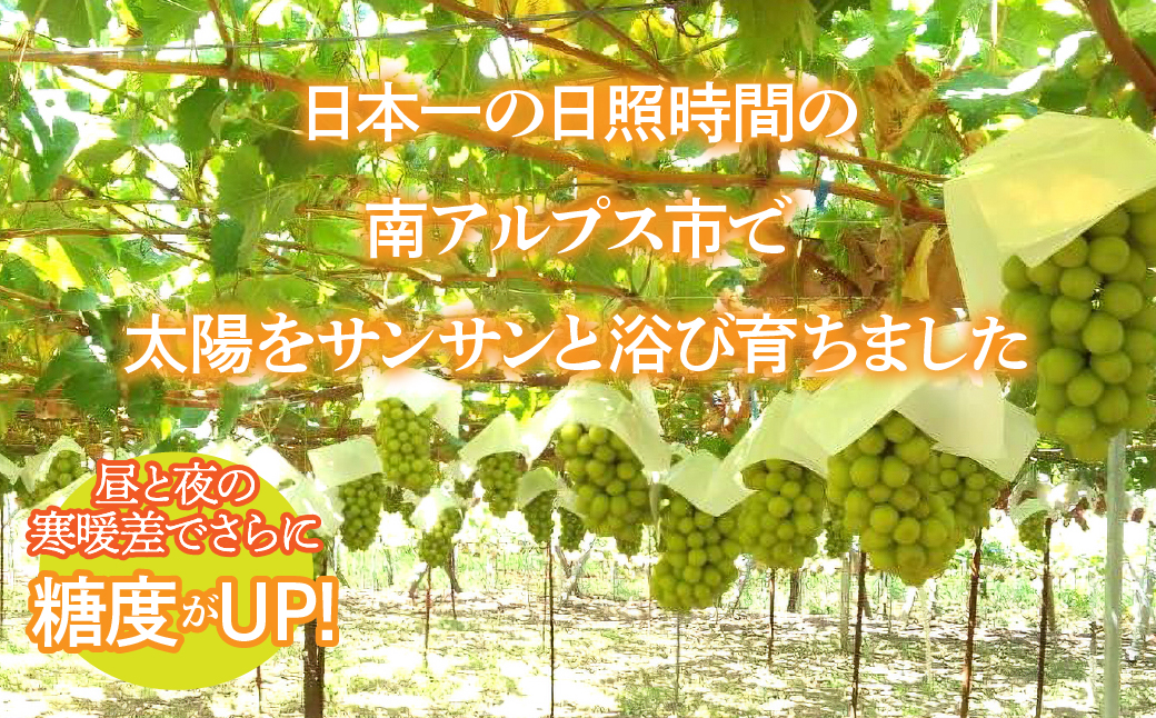 ＜2026年発送先行予約＞南アルプス市産シャインマスカット1.2kg以上（2～3房）　クール便発送 ALPAG007