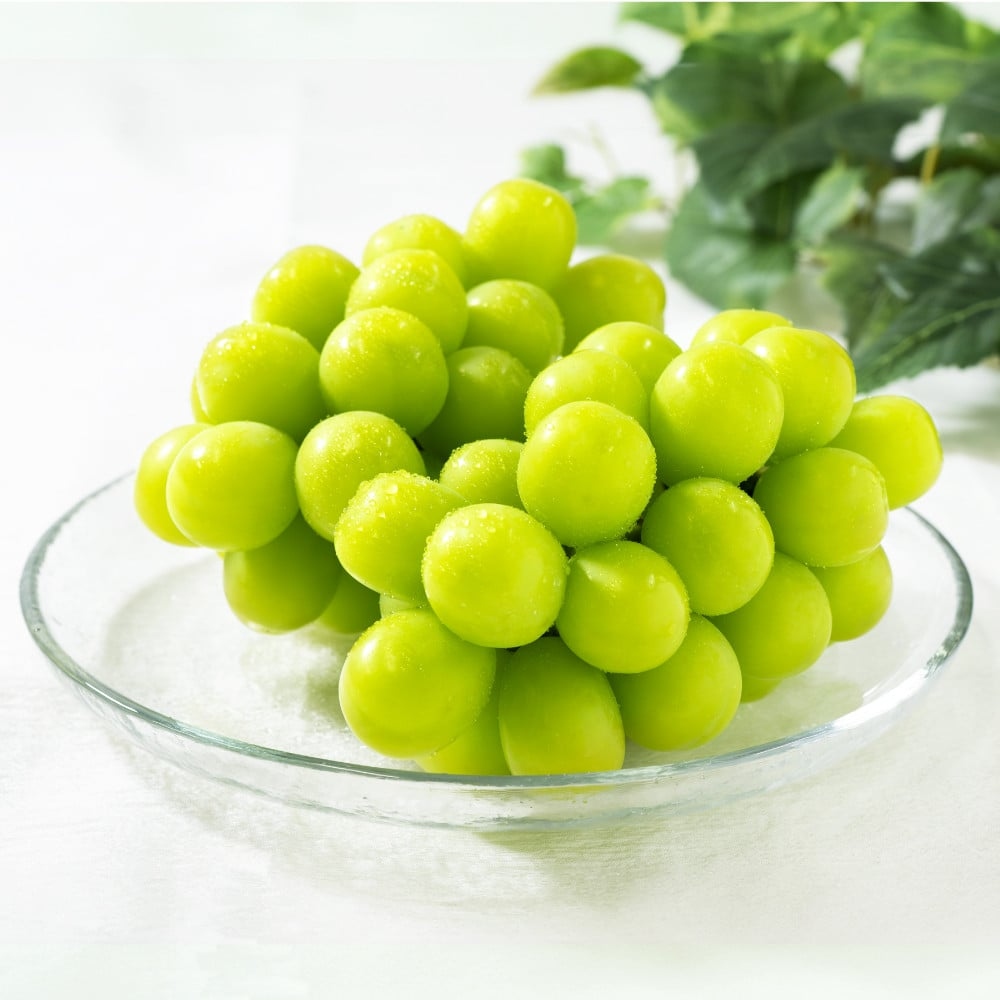 ＜2026年発送分先行予約＞フルーツギフト専門店が選ぶ南アルプスの厳選フルーツ定期便　全3品種（桃・貴陽・シャインマスカット） ALPAH010