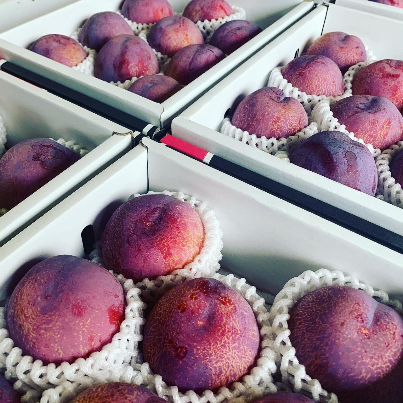 ＜2026年発送分先行予約＞山梨県南アルプス市産　高級すもも　貴陽　約1.8ｋｇ　6～9玉入り ALPAH019