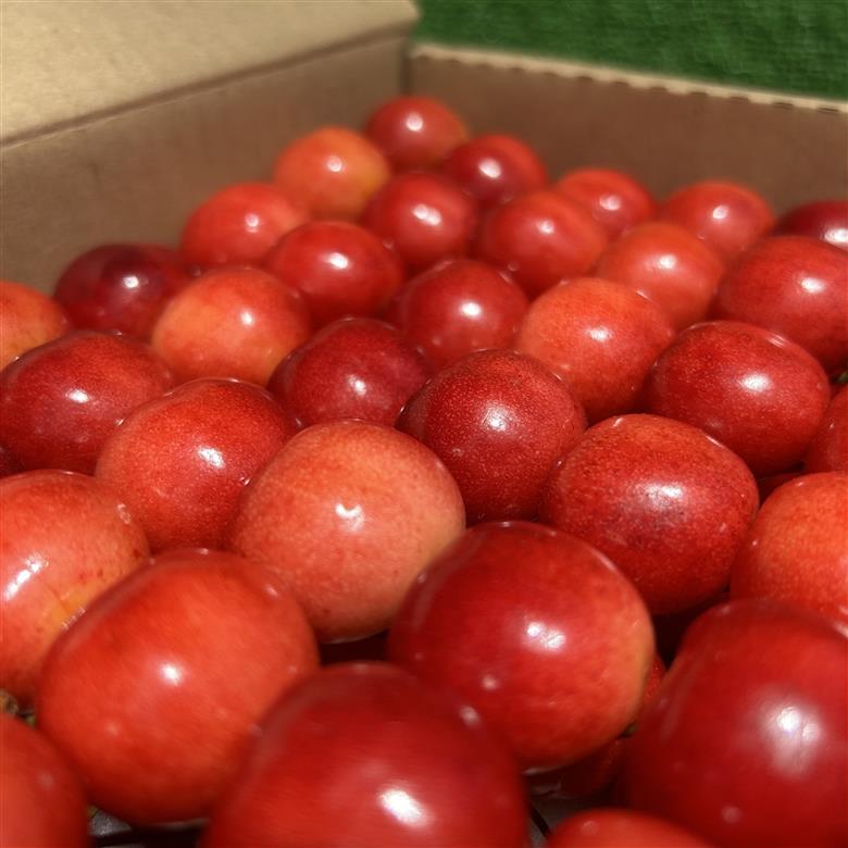 ＜2026年発送分先行予約＞フルーツギフト専門店が選ぶ南アルプスの厳選フルーツ定期便　全5品種（さくらんぼ・桃・貴陽・黒ぶどう・シャインマスカット） ALPAH047