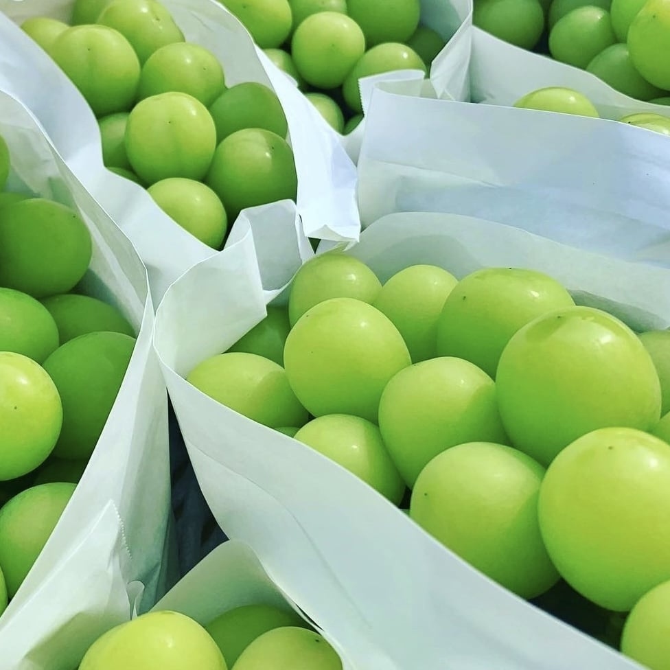 ＜2026年発送分先行予約＞フルーツギフト専門店が選ぶ南アルプスの厳選フルーツ定期便　全5品種（さくらんぼ・桃・貴陽・シャインマスカット・キウイ） ALPAH048