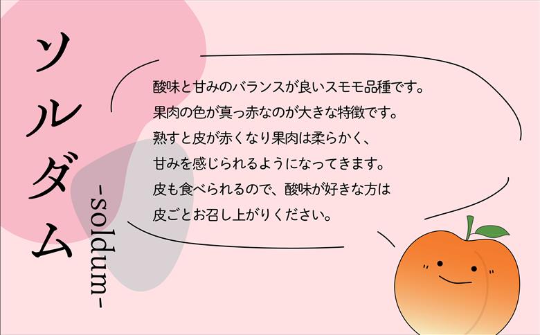 ＜2026年発送分先行予約＞農家直送！すもも　ソルダム約1.2kg ALPAJ007