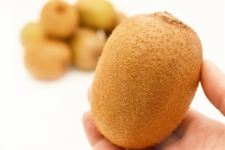 ＜2026年発送分先行予約＞フルーツカフェマルサン　黄色いキウイ　ゴールデンキング　大玉　約1.8kg ALPAJ045