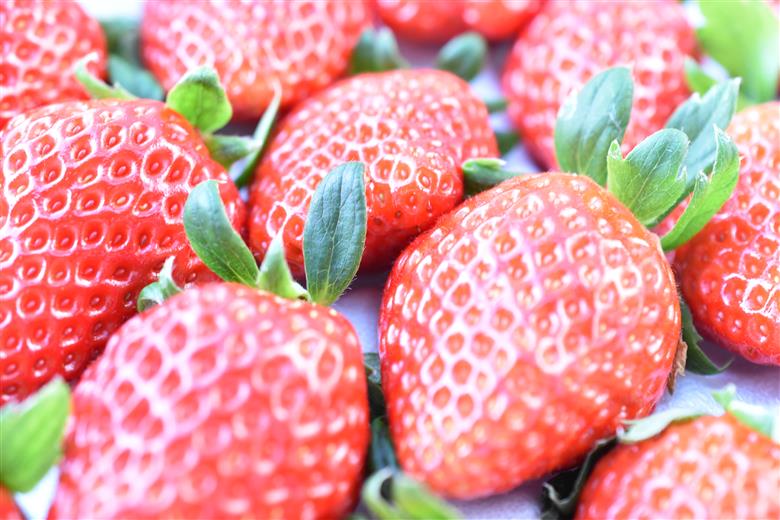 旬のくだもの定期便＜年6回＞(いちご・さくらんぼ・桃・黒系ぶどう・シャインマスカット・キウイフルーツ)　ALPAJ066