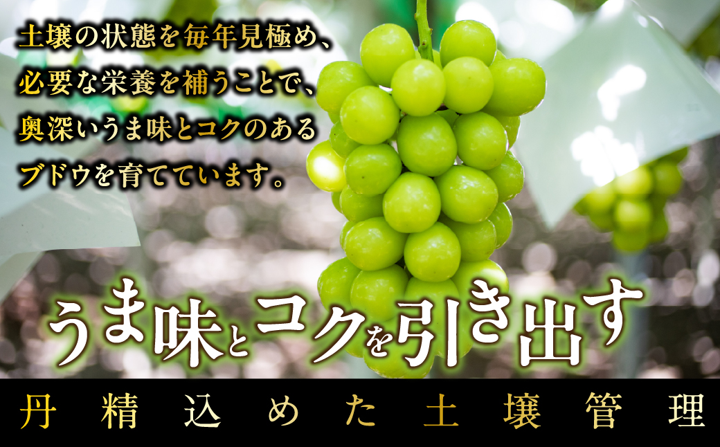 【2026年先行予約_8月下旬～発送】山梨県産シャインマスカット 1.8kg以上／箱　3～4房入 ALPAK007