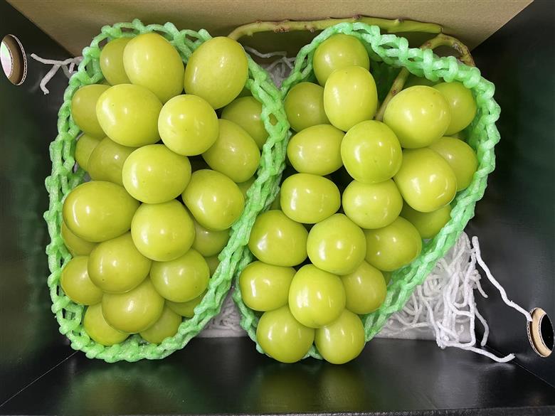 ＜2026年発送先行予約＞山梨県産早期出荷シャインマスカット １．5ｋｇ以上／箱　３房入 ALPAK014