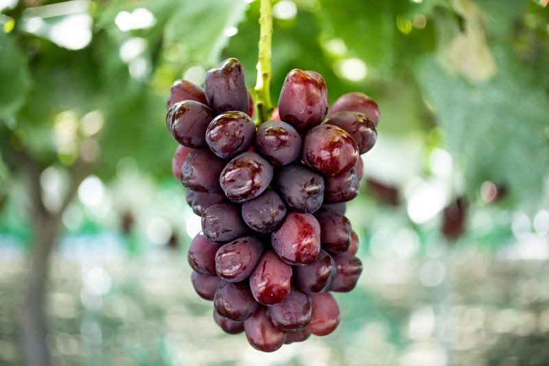 ２０２６年秋収穫先行予約 山梨県産 富士の輝１．０ｋｇ／箱 ２房入 ALPAK019