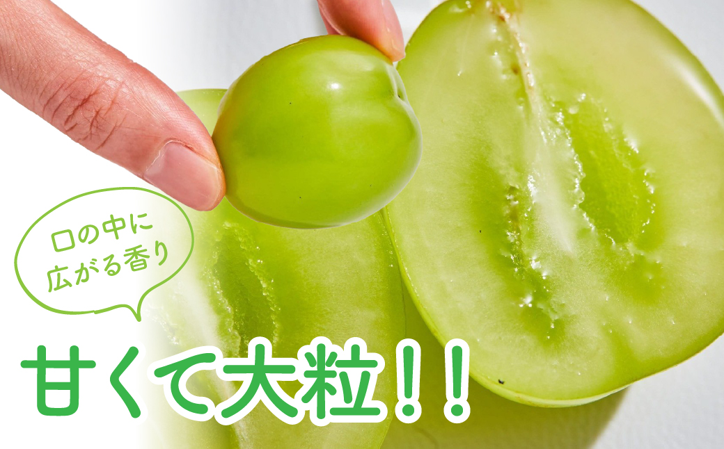 ＜2026年発送先行予約＞【農林水産大臣賞受賞!!】シャインマスカット 2房1kg以上　ALPAS004