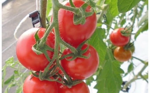 発送月固定定期便・フルーツトマト「トマ糖・太陽のめぐみ」フルティカ1kgを全5回（1月、3月、5月、7月、9月） ALPBI012