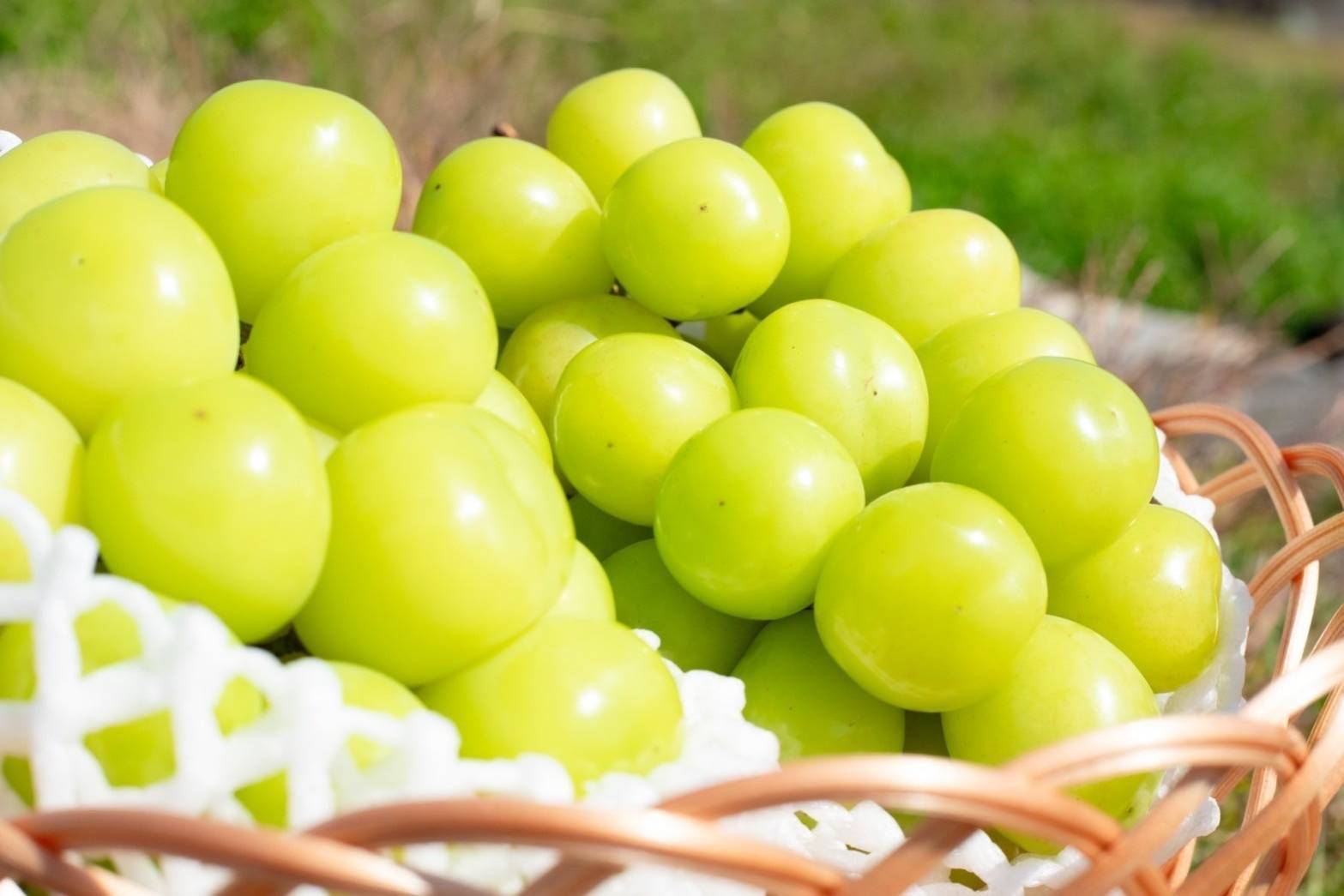 ＜2026年発送先行予約＞【シーズン中2回お届け定期便】頬張る幸福感　～ 緑の宝石・シャインマスカット ～　1㎏以上 2～3房　ALPCV010