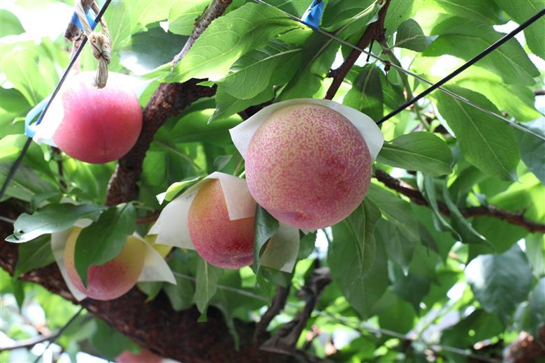 ＜2026年発送先行予約＞ 厳選！南アルプス市産『貴陽』　中玉約1.5kg（7～10玉）