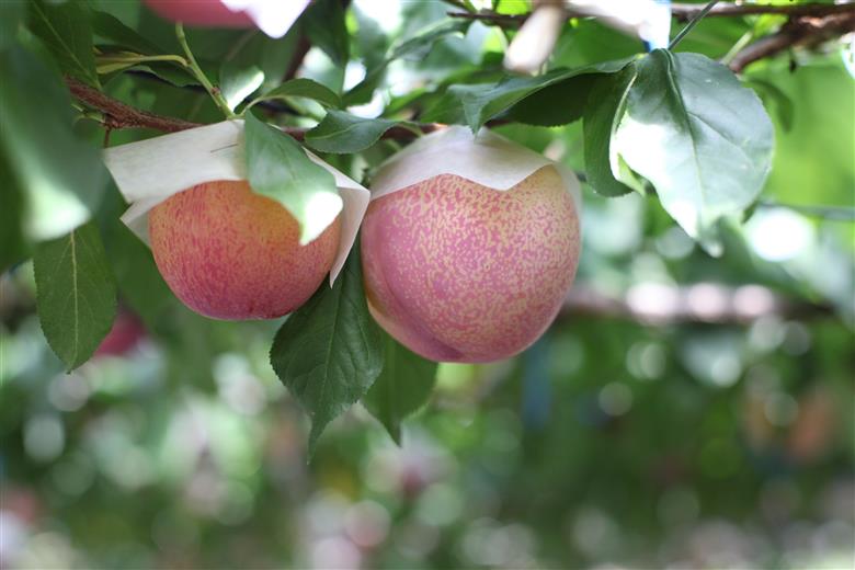 ＜2026年発送先行予約＞ 南アルプス市産　『貴陽』　特選大玉約1.8kg（7～10玉）