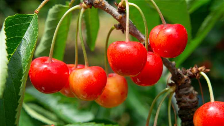 ＜2026年発送先行予約＞ 山梨県南アルプス市産 厳選さくらんぼ (紅秀峰) 500g ALPEM004