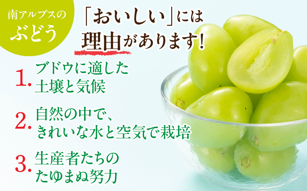 ＜2026年発送先行予約＞★TBSテレビ系列「ひるおび」で取り上げられました！★シャインマスカット 2房 約1kg (1房あたり約450g〜550g×2房） ALPAA055| 山梨 山梨県 ぶどう 葡萄 ブドウ マスカット フルーツ くだもの 果物 高級 新鮮 産地直送 贈答 ギフト 2026年