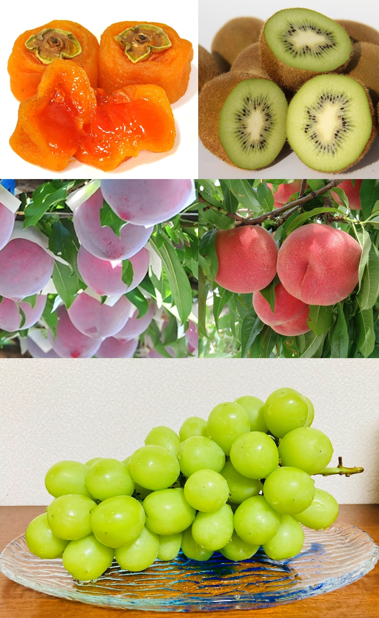 南アルプス天空舎四季の果樹５種（あんぽ柿,キウイ,もも,貴陽,シャインマスカット） ALPAB012