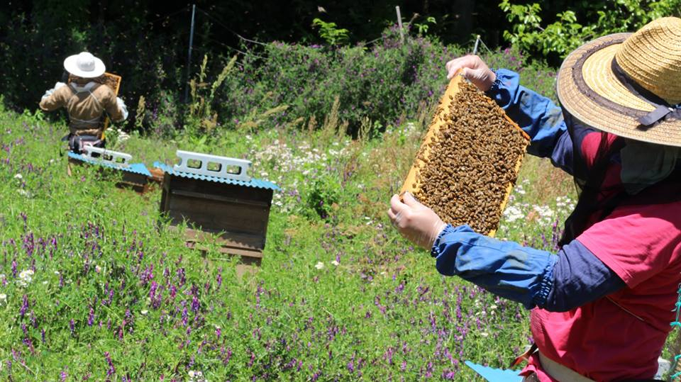 アカシア・ハゼ・さくら。南アルプス天空舎のはちみつ450g３種 ALPAB105