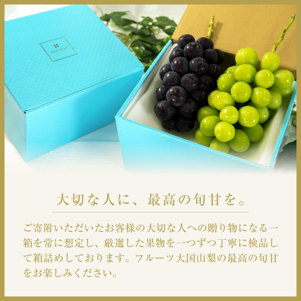 ＜2025年発送分先行予約＞冬季限定！！山梨県南アルプス市産　クリスマスシャインマスカット　約1.0kg 2～3房入り ALPAH002
